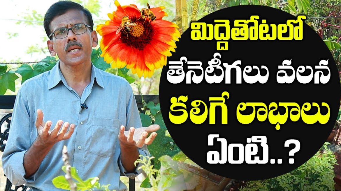 Importance of Honey bees In Flower Gardens | Bees Pollination | Garden Tips By Raghotham Reddy