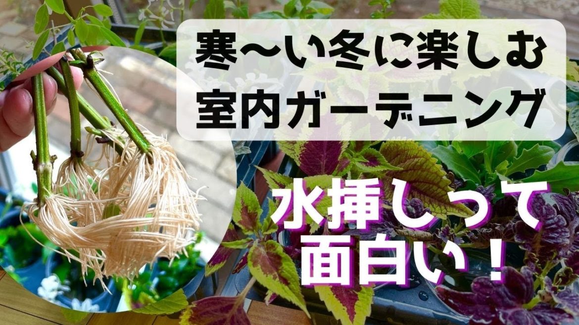 17種類の水挿しの経過報告。成功も失敗も全部ご報告。寒い冬でも楽しめる室内での水挿しの様子と年末のご挨拶動画です。#ガーデニング #japanesegardening #gardening #水挿し 17種類の水挿しの経過報告。成功も失敗も全部ご報告。寒い冬でも楽しめる室内での水挿しの様子と年末のご挨拶動画です。#ガーデニング #japanesegardening #gardening #水挿し