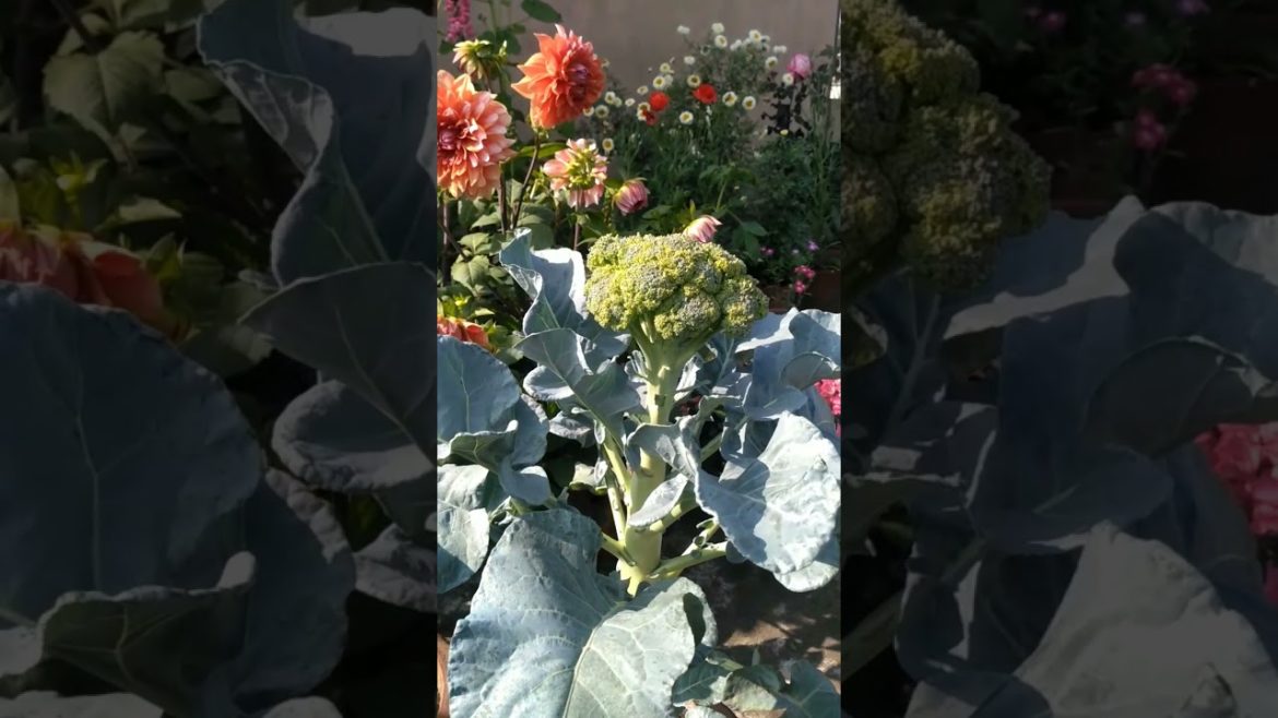 Broccoli, Organic Container Gardening