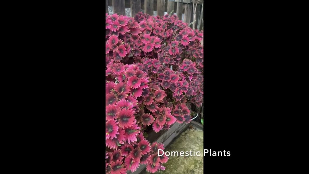 Amazing Coleus Plants Growing Well Amazing Coleus Plants Growing Well