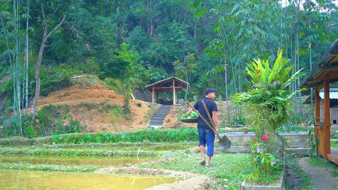 Harvesting cabbage, Gardening, Raising wild boar and wild chicken in the mountains Harvesting cabbage, Gardening, Raising wild boar and wild chicken in the mountains