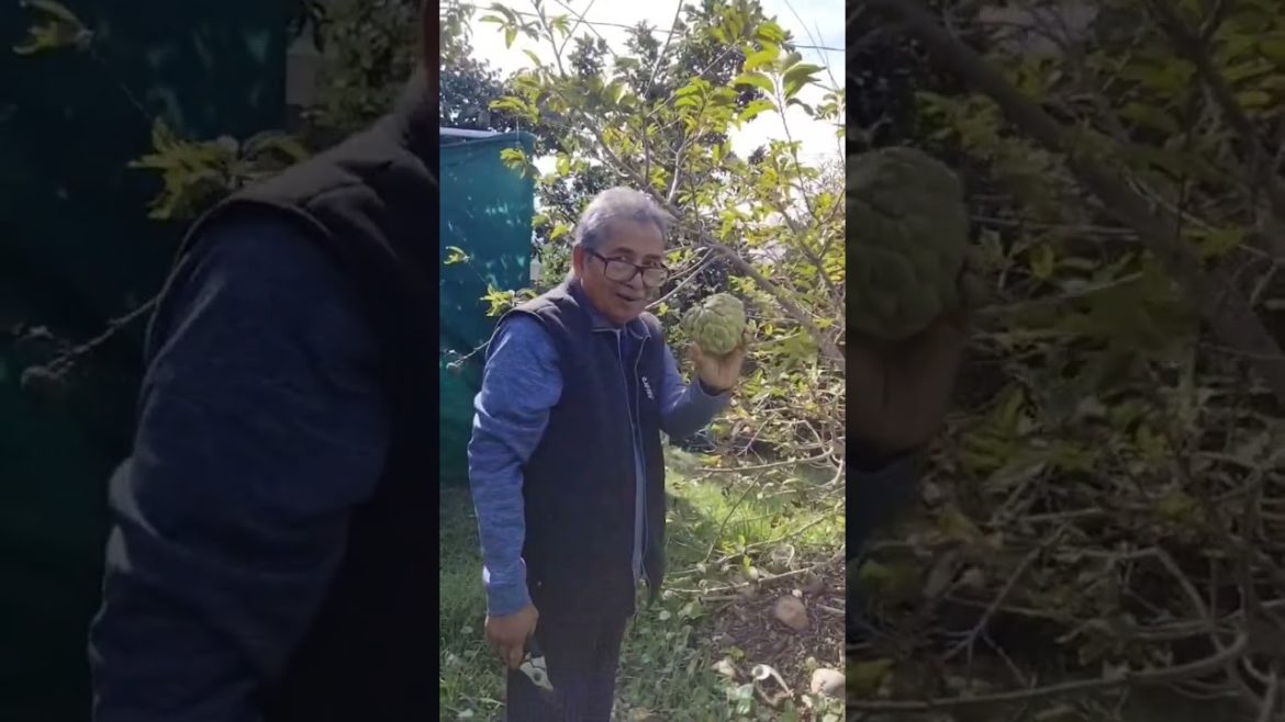 My Father Picking Sugar Apples On Christmas Eve 2022🎄⛄❤️ Backyard Garden 🌺