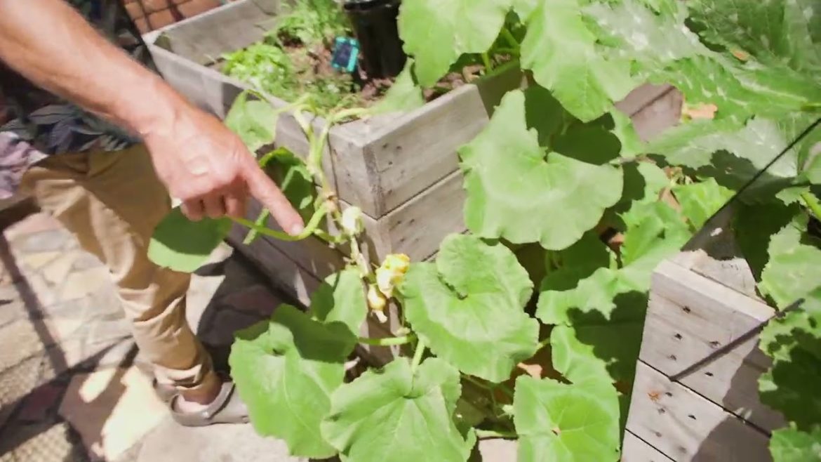 Updates On My Raised Veggie Beds