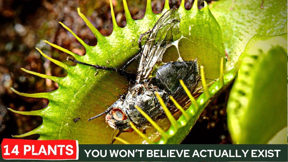 14 Unique Indoor Plants with Personality & Traits