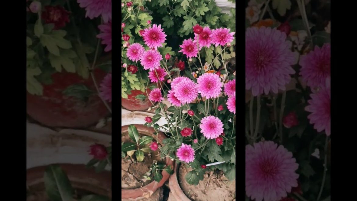 How to “Gardening at Home” | Flower Garden| #ytshorts #shorts #trending #gardening #flowerdecoration How to "Gardening at Home" | Flower Garden| #ytshorts #shorts #trending #gardening #flowerdecoration