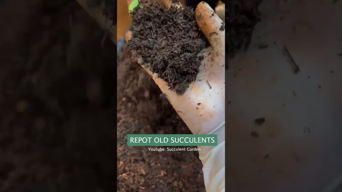How to repot old succulents