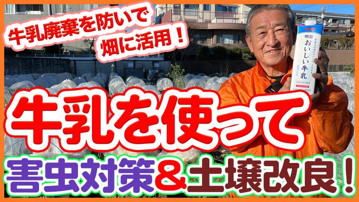 家庭菜園や農園の冬野菜栽培で牛乳を使った害虫対策&土壌改良!牛乳廃棄を防いで畑に循環!/Tips for using milk in cultivation from a Japanesefarmer 家庭菜園や農園の冬野菜栽培で牛乳を使った害虫対策&土壌改良!牛乳廃棄を防いで畑に循環!/Tips for using milk in cultivation from a Japanesefarmer