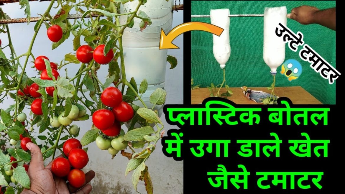 Ulti Plastic Bottel Me Uga Diye Khet Jaise Tamatar | Growing Tomatoes Upside down in Plastic Bottle
