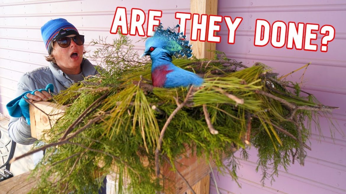 I Think The Nest Is Done But I NEED To Know For Sure! I Think The Nest Is Done But I NEED To Know For Sure!