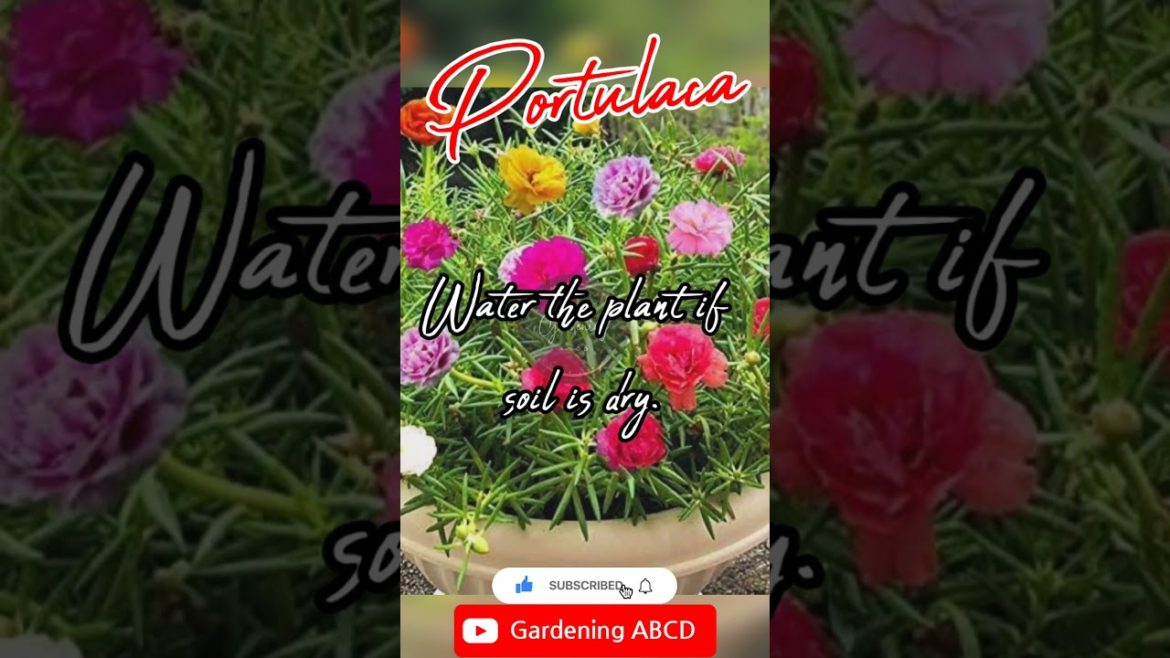 portulaca plant care/portulaca grandiflora/portulaca oleracea/portulaca plant @GardeningABCD portulaca plant care/portulaca grandiflora/portulaca oleracea/portulaca plant @GardeningABCD