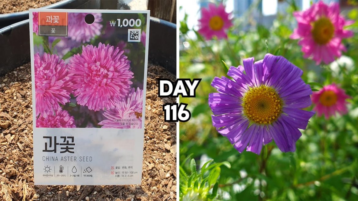 바람에 흔들흔들~ 다이소 과꽃 : Aster Flower || How to Grow Asters