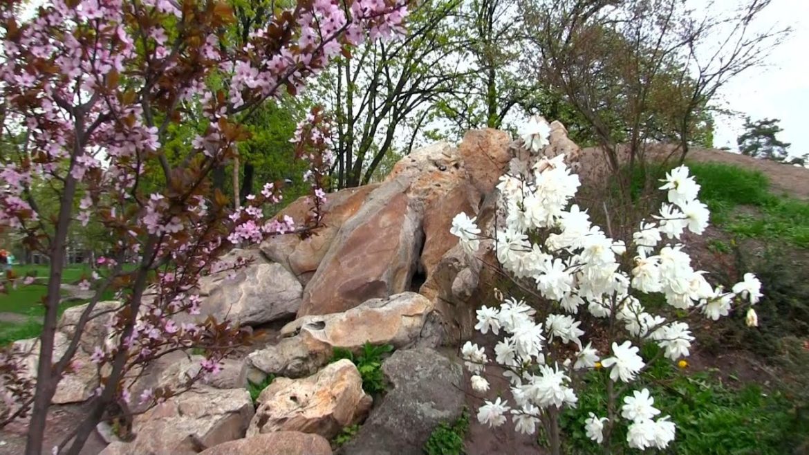 Japanese garden in spring Japanese garden in spring