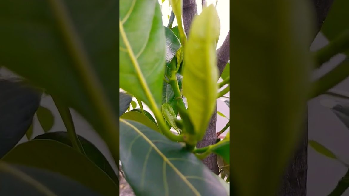 SUKSES NANGKA 1,5 MTR TABULAMPOT BERBUNGA SUKSES NANGKA 1,5 MTR TABULAMPOT BERBUNGA