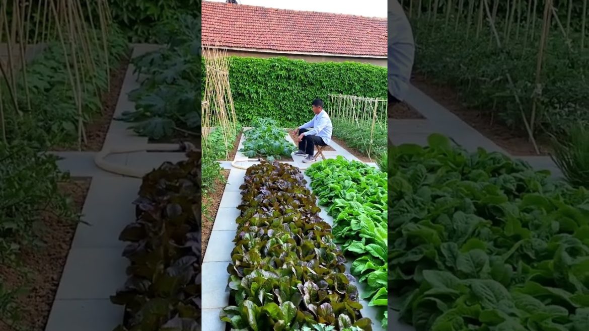 how to growth vegetable #natural how to growth vegetable #natural