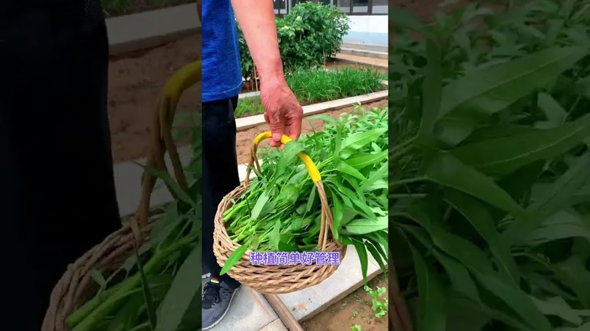 how to growth vegetable #natural how to growth vegetable #natural