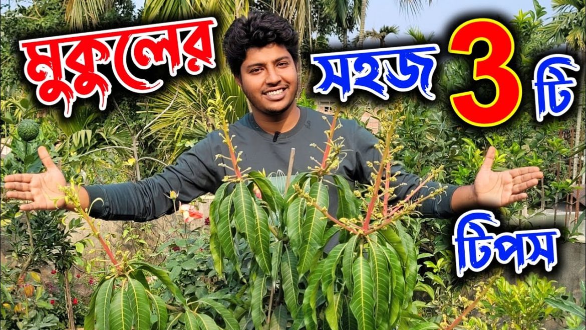 শীতের সময় বিশেষ পদ্ধতিতে মুকুলের যত্ন। ঝরবে না ফুল, ধরবে প্রচুর ফল। mango flower care at winter.