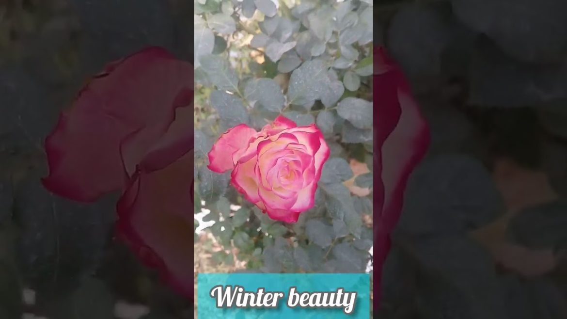 Beautiful flowers garden | beautiful garden | Gardening tips #shorts Beautiful flowers garden | beautiful garden | Gardening tips #shorts