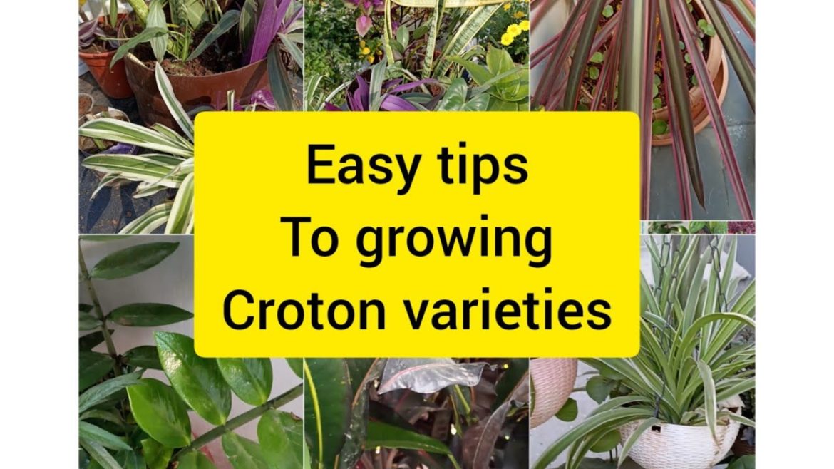 Croton varieties easy growing tips