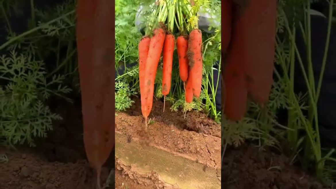Carrot harvest satisfying
