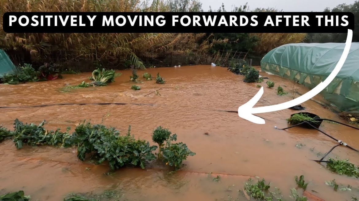 POSITIVELY MOVING FORWARDS ON OUR HOMESTEAD / FARM AFTER FLOOD DEVASTATION. POSITIVELY MOVING FORWARDS ON OUR HOMESTEAD / FARM AFTER FLOOD DEVASTATION.