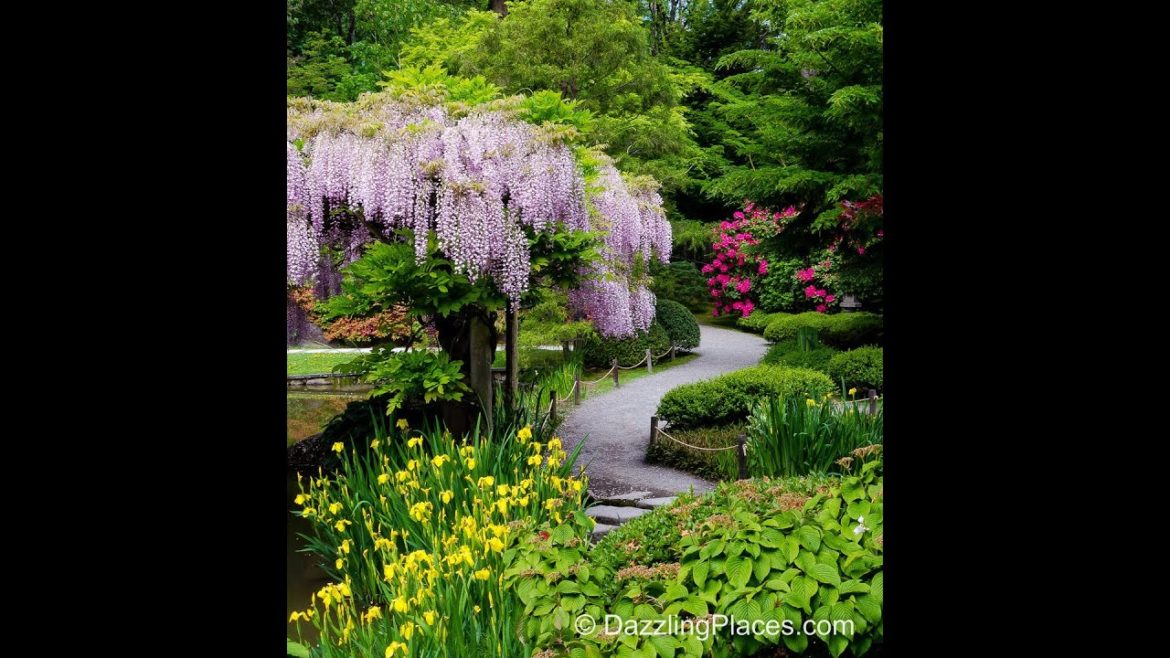 A Late Spring Visit to the Japanese Garden in Seattle's Washington Park Arboretum A Late Spring Visit to the Japanese Garden in Seattle's Washington Park Arboretum