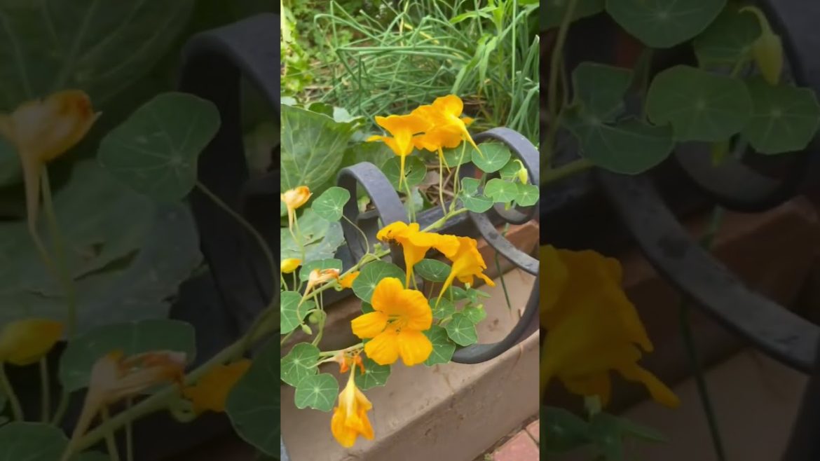 Nasturtium, a great & edible flower! #short