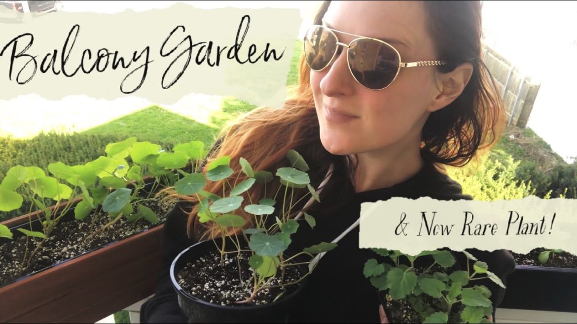Container Garden Update & Rare Plant Unboxing! Container Garden Update & Rare Plant Unboxing!