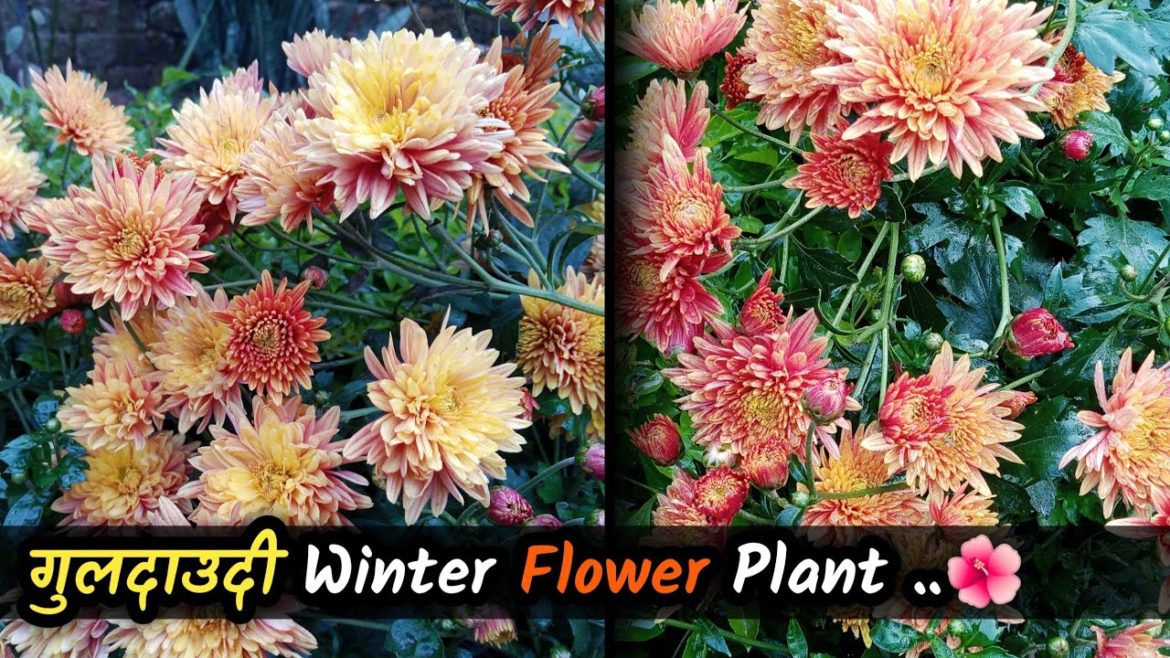 गुलदाउदी Winter Flower Plant ।। Best for Winter।। #gardening #garden  #gardeningtips