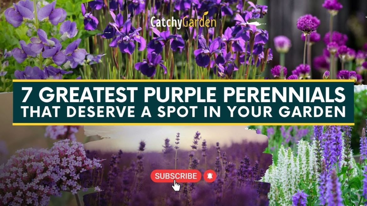 7 Greatest Purple Perennials That Deserve A Spot In Your Garden π·πΈ // Gardening Tips 7 Greatest Purple Perennials That Deserve A Spot In Your Garden π·πΈ // Gardening Tips