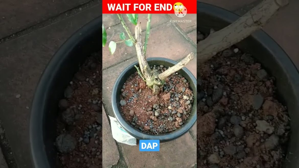 HOW TO USE DAP FERTILIZER 🤔🤔🤔 #shorts #waitforend