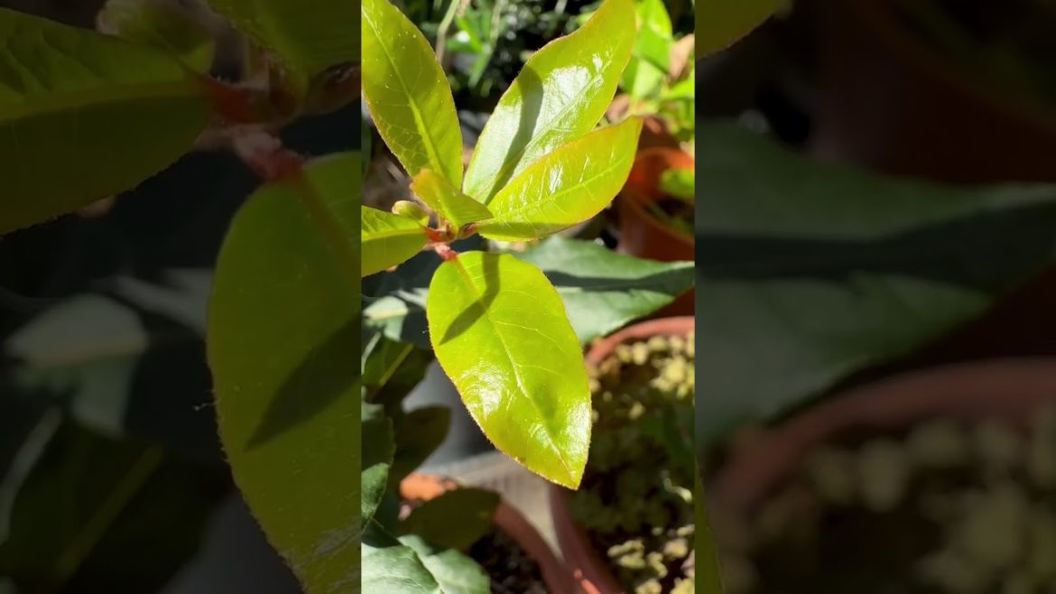 Container Bay Leaf #gardenshorts #shorts #containergardening