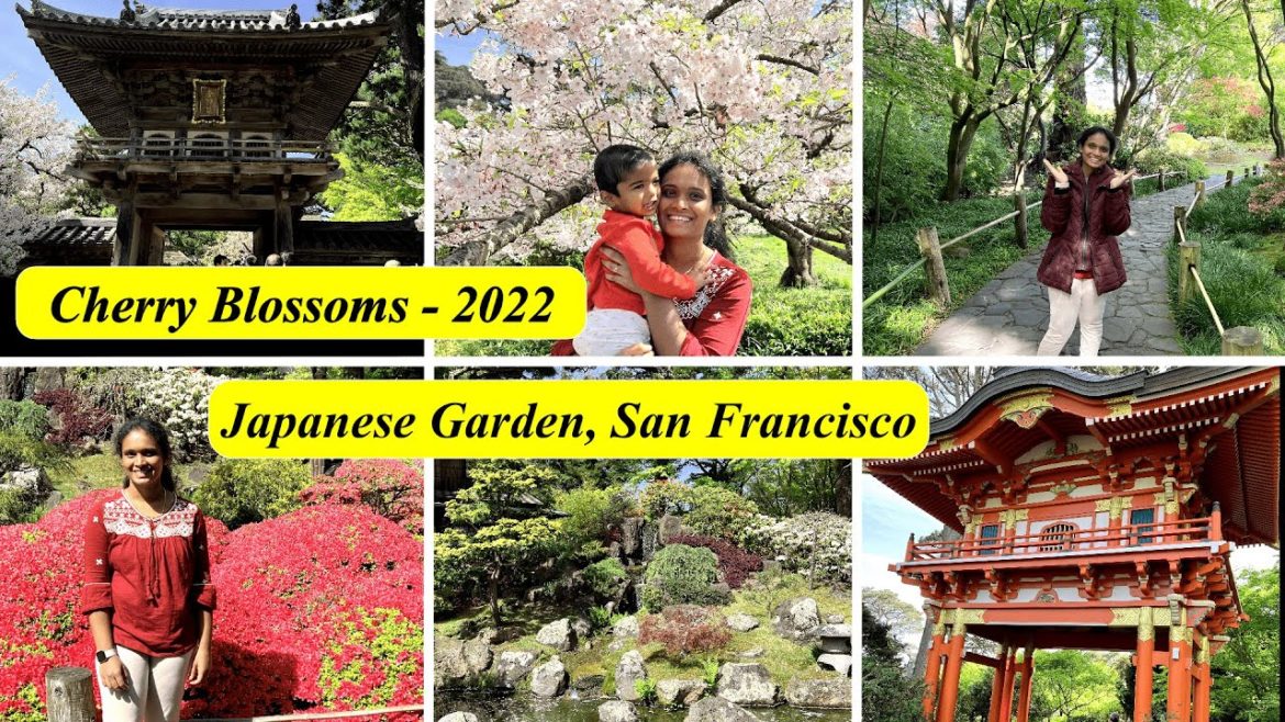 Japanese Garden in San Francisco | Cherry blossom | Golden Gate Park | USA Tamil vlog Japanese Garden in San Francisco | Cherry blossom | Golden Gate Park | USA Tamil vlog