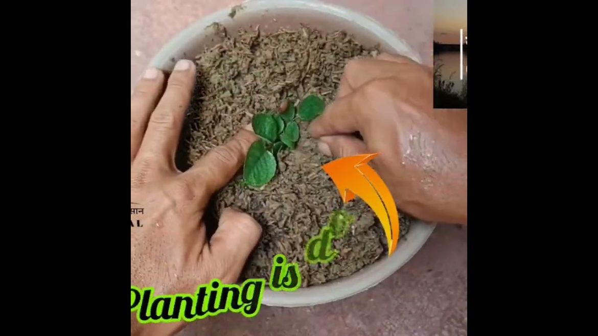Rose plant ko cutting se grow kare @gardeningplusa#roseplantcare#gardeningtips Rose plant ko cutting se grow kare @gardeningplusa#roseplantcare#gardeningtips