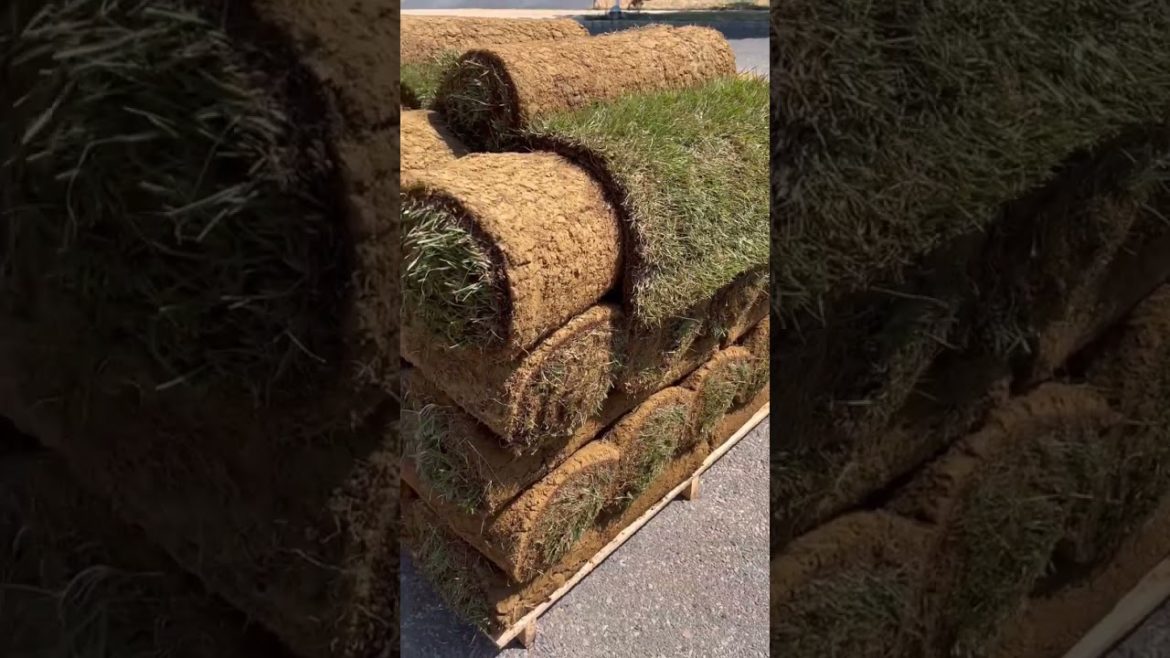 A sod transformation to bring this yard to life! #sod #lawncare #landscaping #landscape