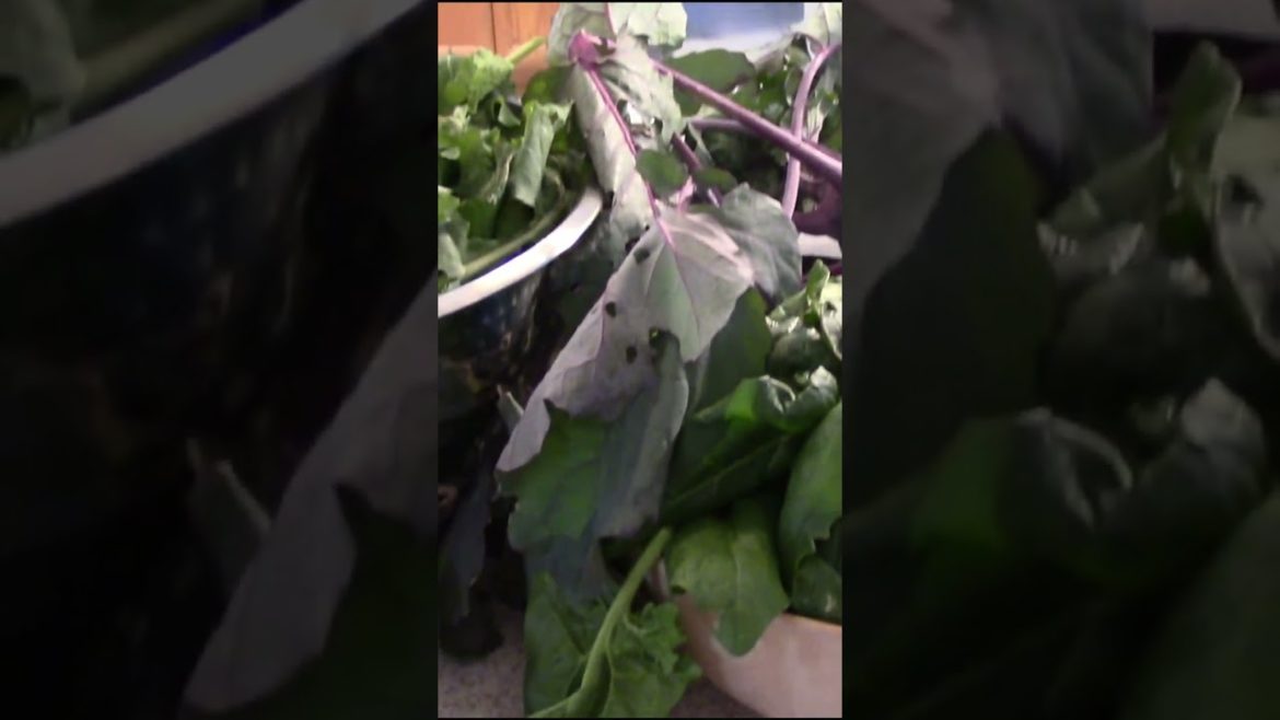 December 2022 Container Veggie Harvest