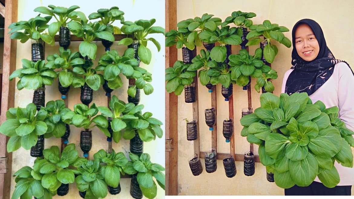 Recycle plastic bottles into a vertical vegetable garden on the wall