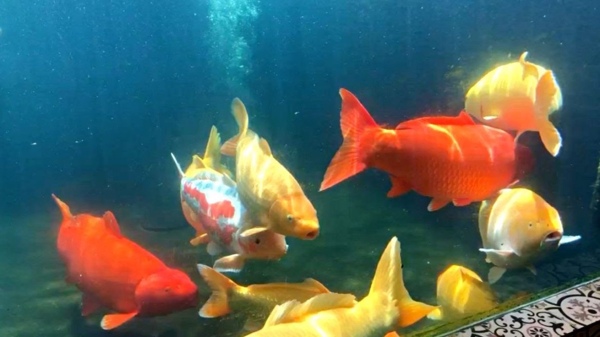 Beautiful Underwater Jumbo Koi Tank | 4K Awesome Koi Pond Light Beautiful Underwater Jumbo Koi Tank | 4K Awesome Koi Pond Light