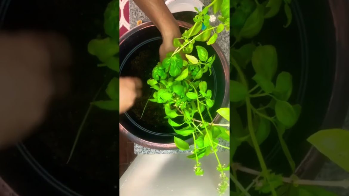 Propagated Basil Needs a NEW Home‼️ #shorts #gardening #trending