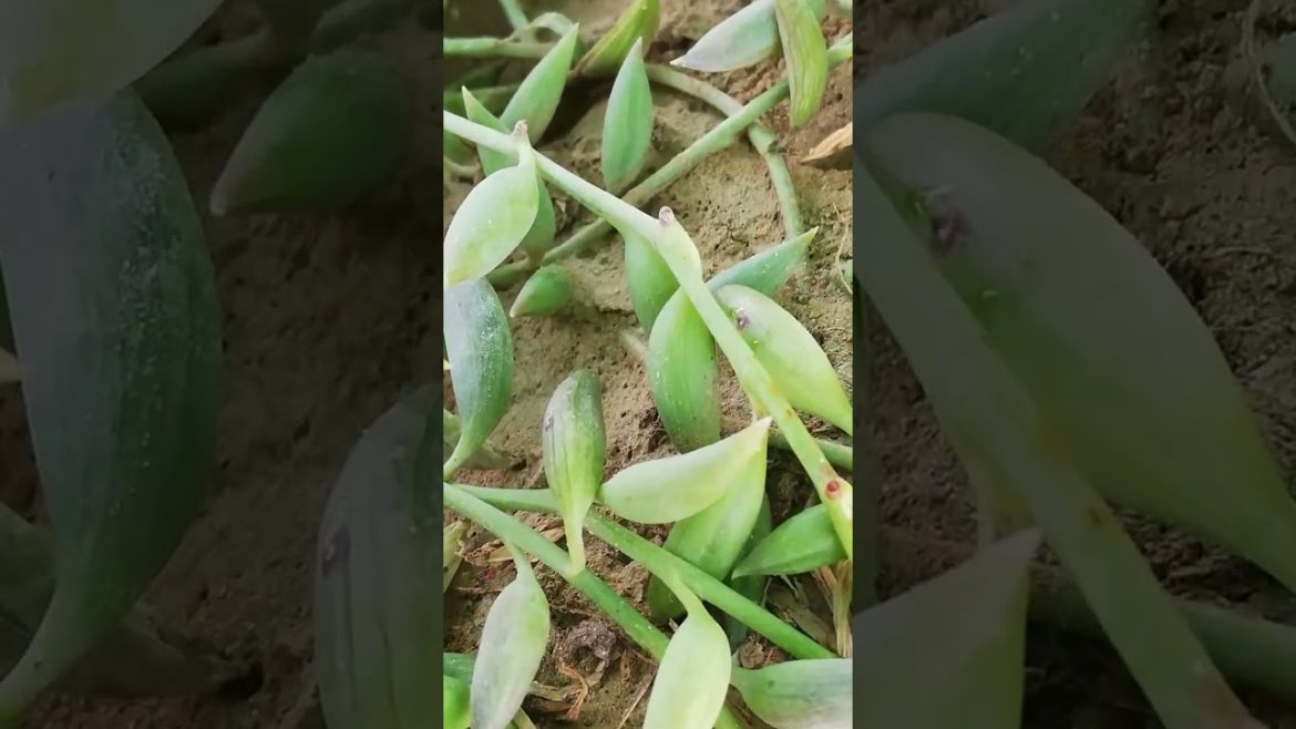 My Small Beautiful Home Garden Raining In My Backyard EP - 644 #shorts #garden