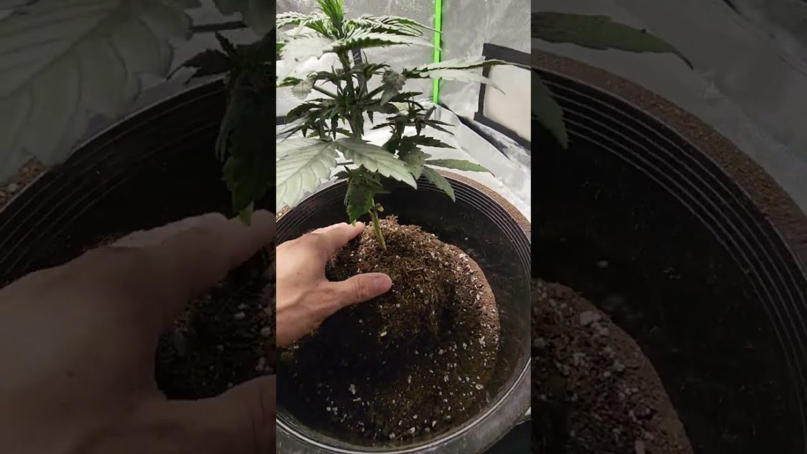 Transplanting Opium Auto into a 5 Gallon Pot