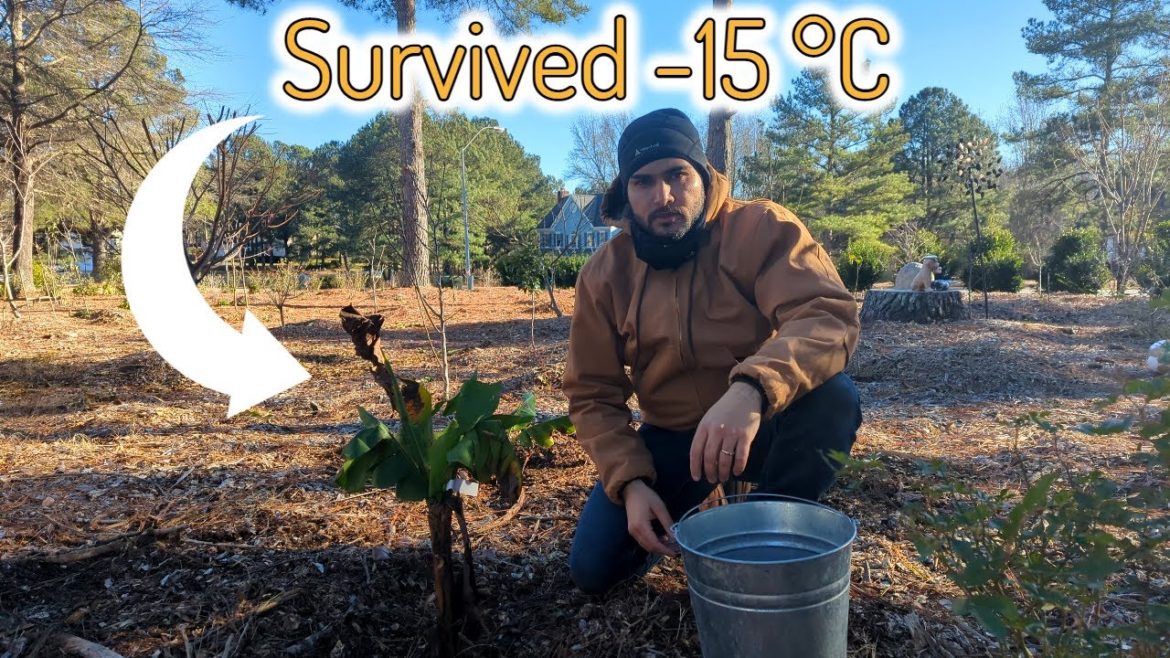 The Most Cold Hardy Rajapuri Banana Tree from India | 3 Banana Tree Cultivars for Colder Climates