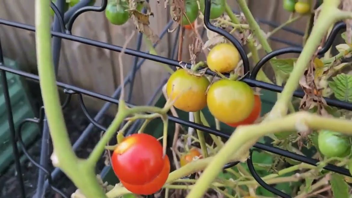 cherry tomatoes - ready for harvest! #cherrytomato #harvesting #melbourne #backyardgarden