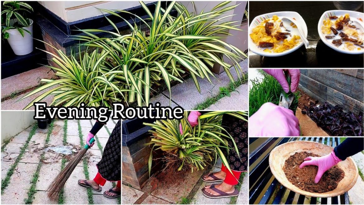Indian Mom's Evening Routine With Children | Gardening | Backyard Cleaning | Rahmath Anees