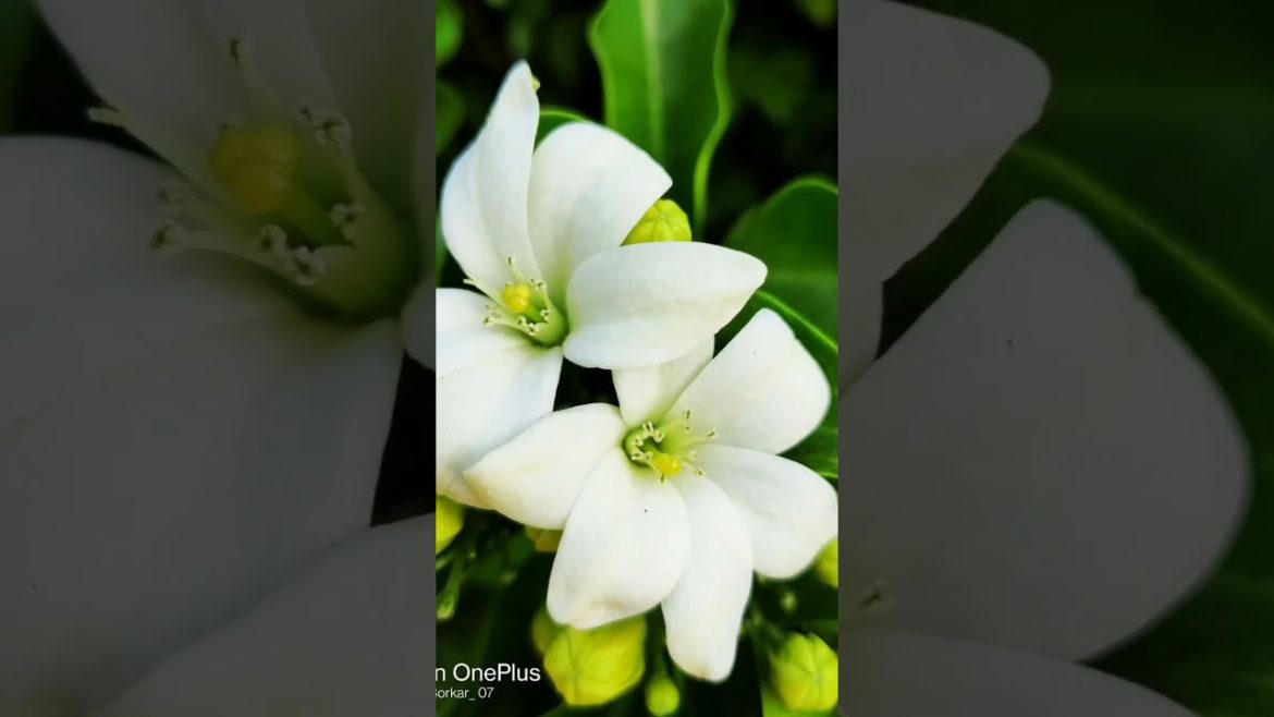 flower name 🌹 flower name 🌹