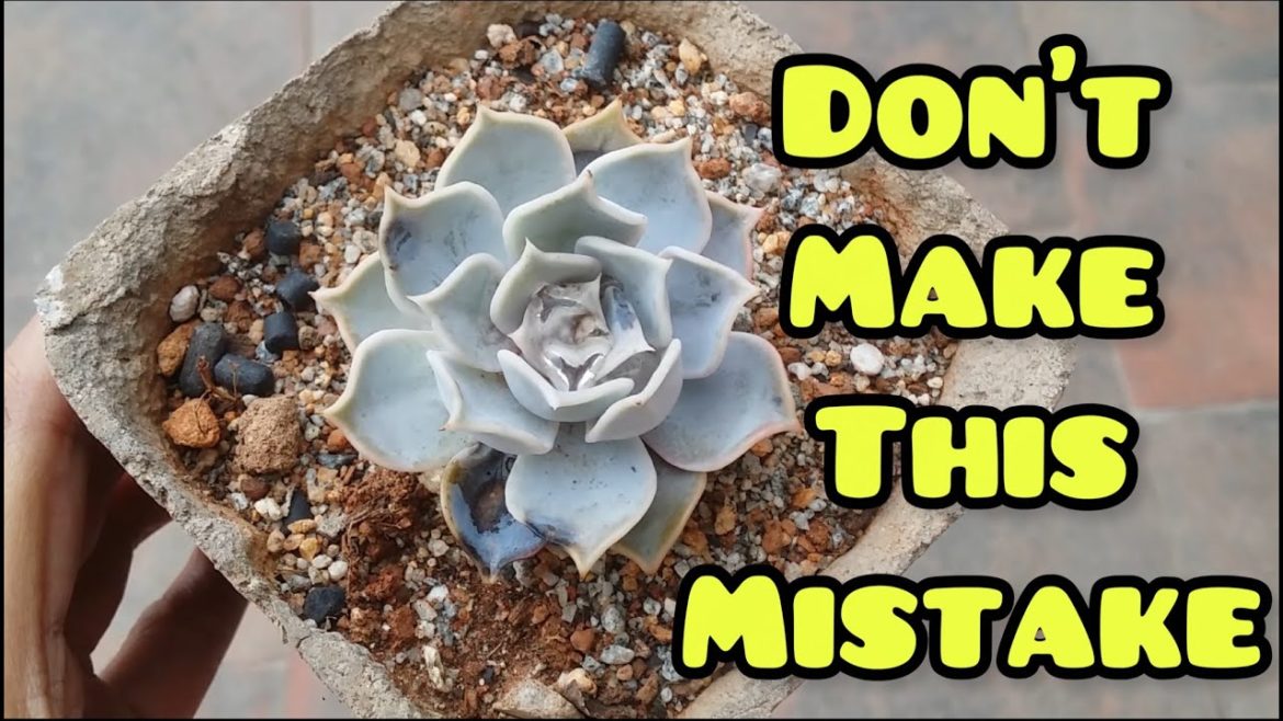 || DONT MAKE THIS MISTAKE || WATER ON SUCCULENT LEAVES ||