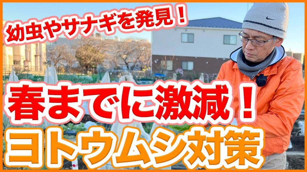家庭菜園や農園の冬野菜栽培が終わったら春までに撲滅！！冬にやりたいヨトウムシ対策を徹底解説！【農園ライフ】/Tips for dealing with armyworms in winter.