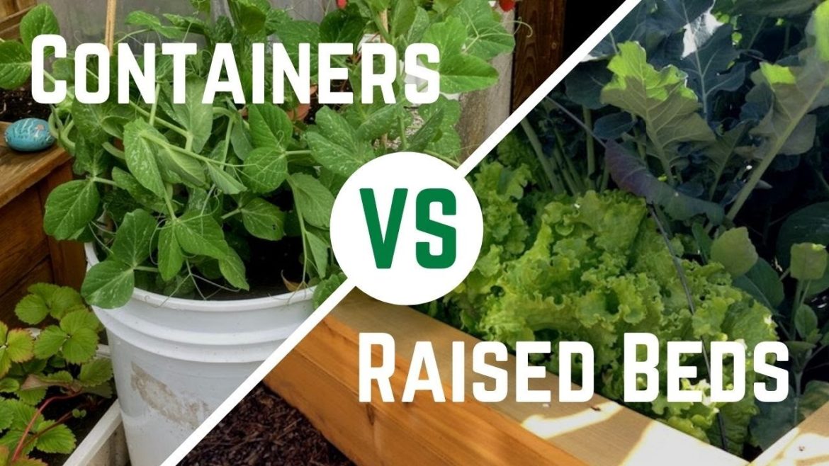 Container Gardening vs  Raised Bed Gardening | Best spot to grow vegetables at home