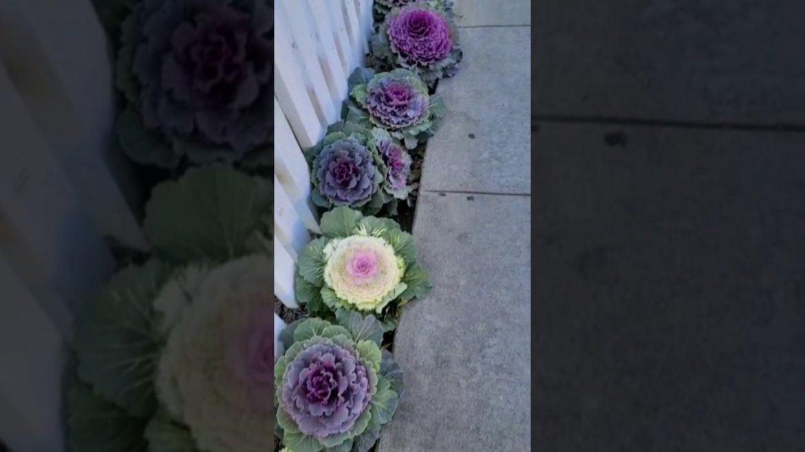 Flowers or vegetable # satisfying/Beautiful 😍 🤩 garden entrance #shorts #gardening  #youtubeshorts