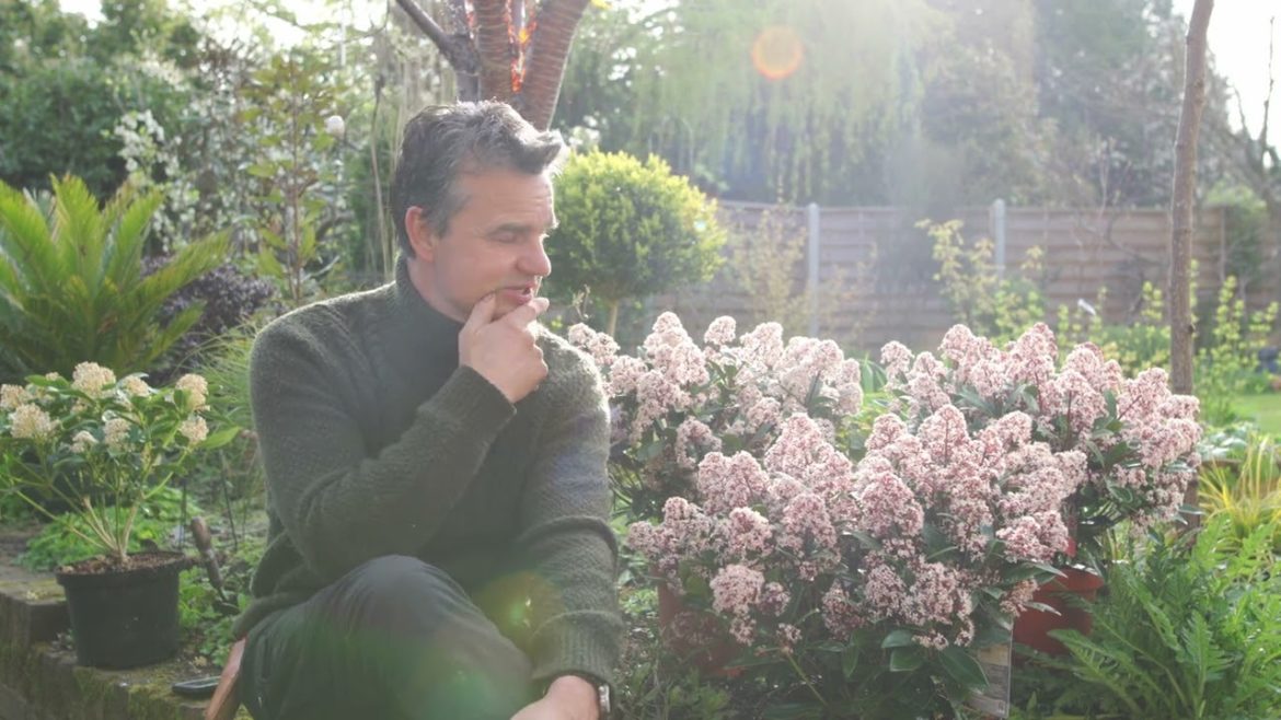 Antony's Garden Tips - Spring 2022 / Evergreens / Pitusporum / Skimmia / Dogwood Cornus / Hellebores