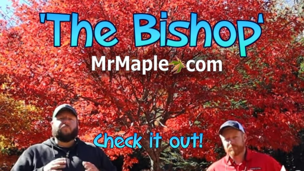 Acer palmatum 'The Bishop' Japanese Maple | The Collector's Corner